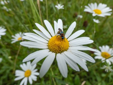 Bir papatya çiçeğine yakın plan guguklu eşek arısı (Hedychrum) resmi. Metalik başı ve göğsü olan renkli bir böcek.