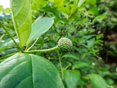 Çiçek açan bitkinin çiçek tomurcuğunun makro çekimi düğme-söğüt ya da bal-çan (Cephalanthus batcidentalis) yazın çiçek açar