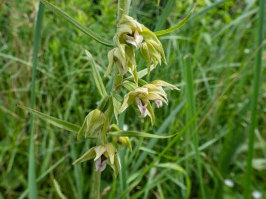 Geniş yapraklı helleborin (Epipactis helleborine). Çiçekler donuk yeşil sepalli, uzun, sarkık yarışlarda düzenlenir, alt etiketler soluk kırmızıdır.