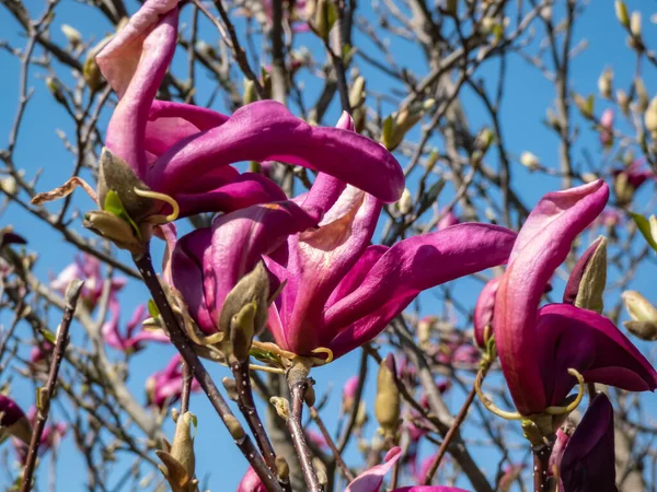 Magnolia Susan Ανθίζει Ευωδιαστά Κόκκινα Μοβ Λουλούδια Στα Μέσα Έως — Φωτογραφία Αρχείου