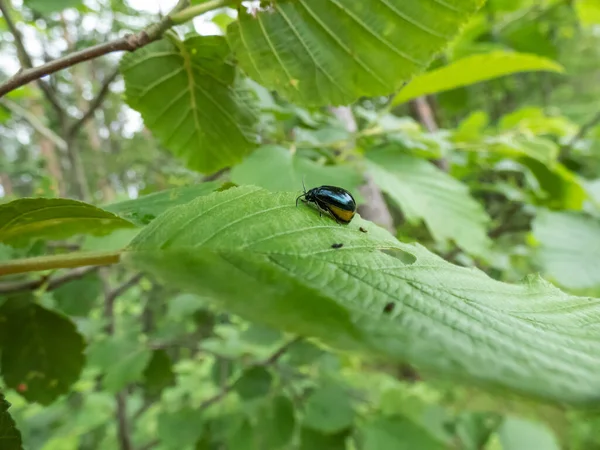 雄しべの妊娠中の女性のマクロショット Egalastica Alni 緑の葉の上に色が黒と金属青 — ストック写真