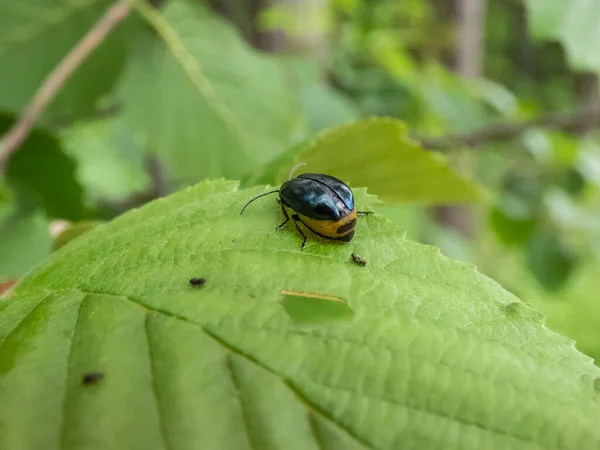 雄しべの妊娠中の女性のマクロショット Egalastica Alni 緑の葉の上に色が黒と金属青 — ストック写真