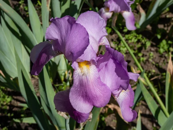 Iris Dálmata Iris Dulce Iris Pallida Florece Con Flores Color —  Fotos de Stock