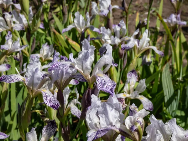 Íris Húngara Iris Variegata Iris Reginae Crescendo Florescendo Com Flores — Fotografia de Stock