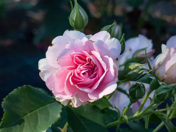 Közelkép Egy Rózsa Növény Uetersens Rosenprinzessin Virágzó Rózsa Rózsaszín Virágok — Stock Fotó