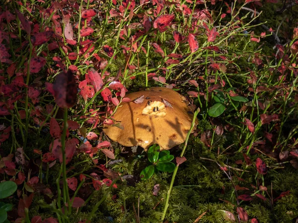 Kahverengi Sarı Mantarlı Velvet Bolete Suillus Varegatus Ormandaki Kırmızı Yaprakların — Stok fotoğraf