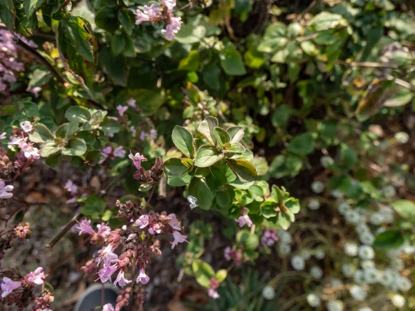 園内には紫色の花を咲かせ スペード状のオリーブグリーンの葉を咲かせます — ストック写真