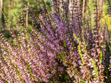 Ormanda pembe fundanın (Calluna vulgaris) yakın çekimi. Çoğu fundalıkta yemyeşil bir çalı ve güneşli bir arazide bozkır.