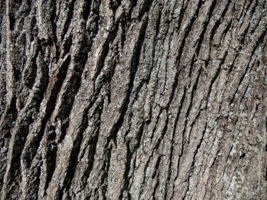 Gri ve siyah tonlarında, parlak güneş ışığında bir ağacın kabuğuna yakın çekim. Ağaç gövdesinin dokusunu yakından çek.