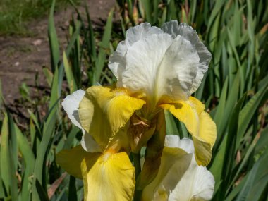 Uzun sakallı iris (Iris germanica) 'Buzul altınları' bahçedeki sarı, sarı ve beyaz çiçeklerle çiçekleniyor