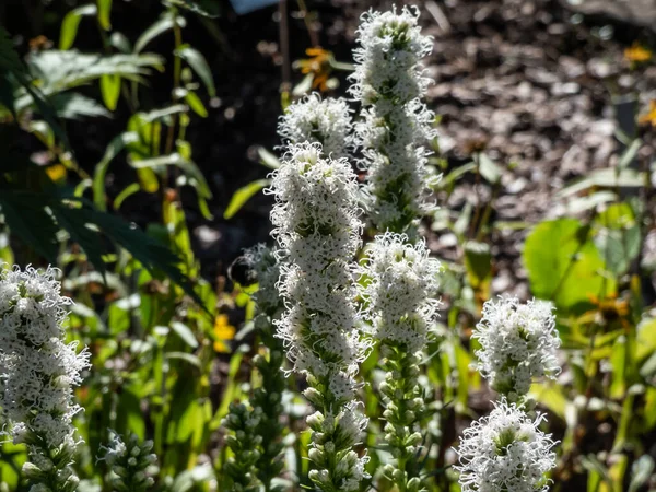 Detailní Záběr Kvetoucí Rostlinu Marsh Blazingstar Liatris Bílými Květy Letní — Stock fotografie