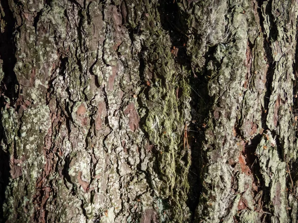 明るい日差しの中で灰色と黒の色合いの木の樹皮のクローズアップ 木の幹の質感のクローズアップショット — ストック写真
