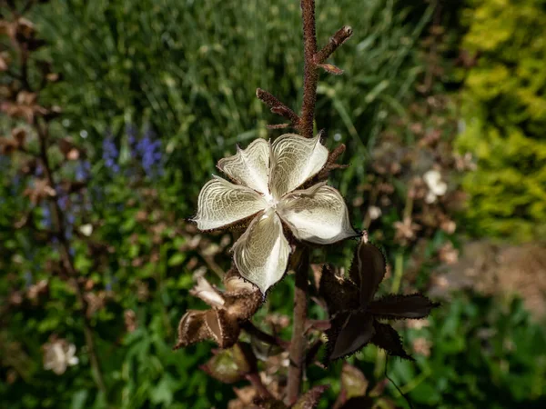 庭のバーニングブッシュ ディタニー ガスプラントまたはフレキシーネラ Dictamus Albus の種子を持つ星型の種子の頭のマクロショット — ストック写真