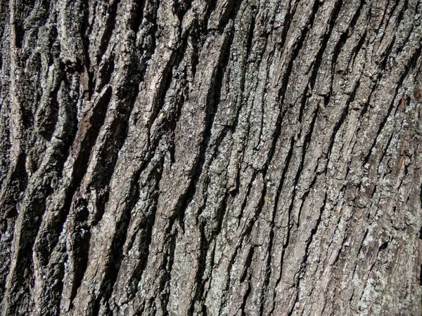 明るい日差しの中で灰色と黒の色合いの木の樹皮のクローズアップ 木の幹の質感のクローズアップショット — ストック写真