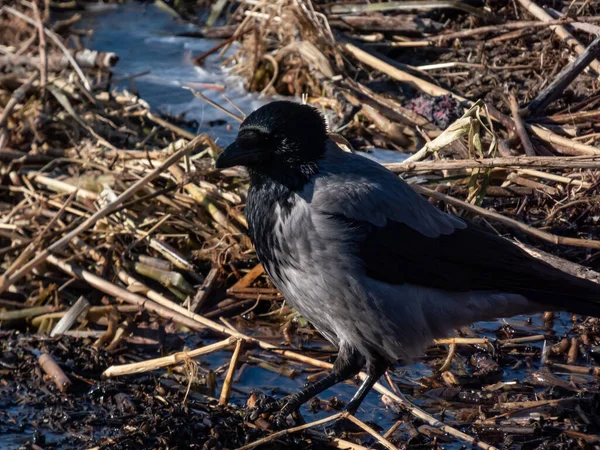 Vrána Zakuklená Corvus Cornix Stojící Vodě Mokřinách Divoká Příroda — Stock fotografie