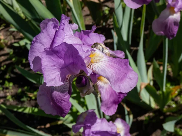 ダルマチアの虹彩または甘い虹彩 アイリスパルリダ 明るい日差しの中で庭の白い花に淡い紫色で咲きます — ストック写真