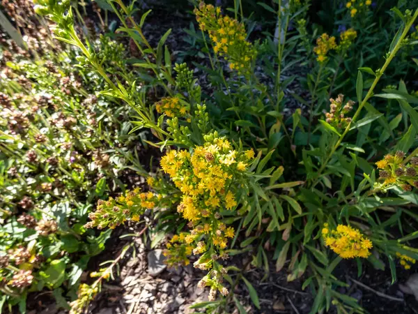 Kıllı altın çubuk (Solidago hispida), yaz mevsiminde dalların tepesinde birçok küçük sarı çiçek başlığıyla çiçek açar.