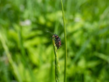 Yumuşak kanatlı çiçek böceği - uzun gövdeli malakit böceği (Malachius bipustulatus), baş ve pronotum kahverengimsi, elytrae sonundaki kırmızı noktayla parlayan metalik yeşildir.