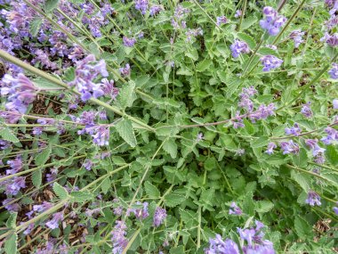 Catmint ve Faassen 'in kedi nanesi (Nepeta faassenii) çiçekli, gösterişli, bol dudaklı, trompet şekilli, bahar-sonbahar arası yumuşak lavanta çiçekleri.