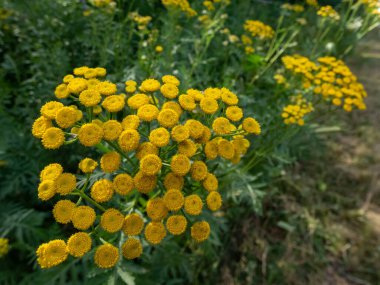 Makro tansi, acı düğmeler, inek acı ya da altın düğmeler (Tanasetum vulgare) yazın sarı, düğme benzeri çiçeklerle çiçek açar