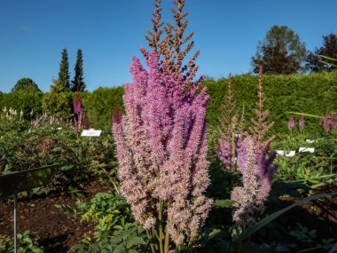 Çin Astilbe (Astilbe chinensis) 'Purpurlanze', sık ve zarif tüyler içinde sık sık tutulan, uzun, dik ve uzun övülü mor çiçeklerdir.