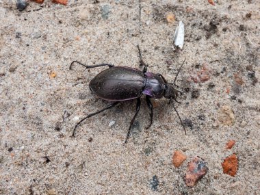 Bronz toprak böceği ya da bronz karabid (Carabus nemoralis) - bakır parıltılı ve yanardöner mor kenarlı büyük, siyah bir yer böceği.