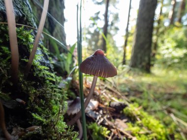 Parlak güneş ışığı altında yeşil yosunların içinde ağaç gövdesinin yanında büyüyen küçük mantarların makro çekimi. Orman manzarası