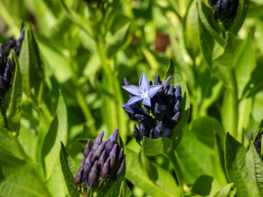 Close-up of the Bluestar (Amsonia) 'Blue ice' flowering with starry-shaped and periwinkle blue flowers in summer among vegetation. Buds and flowers