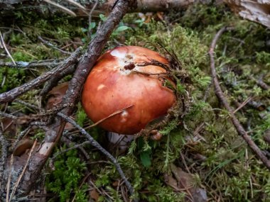 Parlak renkli pembe ve beyaz mantarın (russula) yakın plan çekimi sonbaharda yosun, ot, liken ve dalların arasında yetişir.