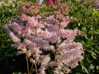 Sahte Keçi Sakalı (Astilbe x lemoinei) 'Çekici bölünmüş yapraklarla' Rubella 've yaz mevsiminde küçük beyaz, pembe veya soluk mor çiçeklerden oluşan tüylü panikler diker