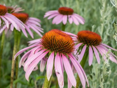 Coneflower (Echinacea purpurea) bahçede yaz ortasından sonbahara kadar turuncu-kahverengi merkez diskleri olan papatya gibi pembe başlıklarla çiçek açar.