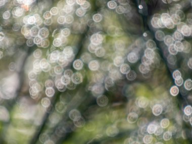 Soyut bokeh etkisi ve kasten bulanık güneş ışığı görüntüsü yeşil yapraklar ve su damlacıkları. Yeşil, gümüş ve gri tonlarda. Mükemmel, yuvarlak ışık yansımaları fotografik bokeh etkisi