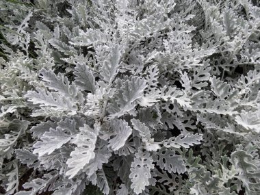 Bahçede yetişen keçeli yün tomentose yapraklı gümüş turp (Jacobaea maritima).