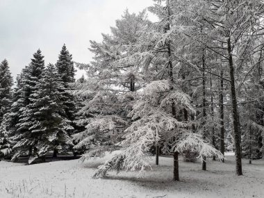 Kış manzarası. Kasvetli bir günde, arka planda gri gökyüzü olan büyük ağaçlar büyük miktarda karla kaplı bir parkta.