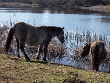 Gri ve siyah yarı vahşi Polonyalı Konik atlardan oluşan bir grup yazın yeşil bitkilerle birlikte sel basmış bir çayırda çim yiyorlar. Vahşi at yeniden tanıtımı.