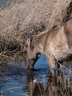 Gri ve siyah yarı vahşi Polonyalı Konik atları baharda sel sularındaki bir çayırdan bitki ve bitki yiyorlar. Vahşi atlar açık havada