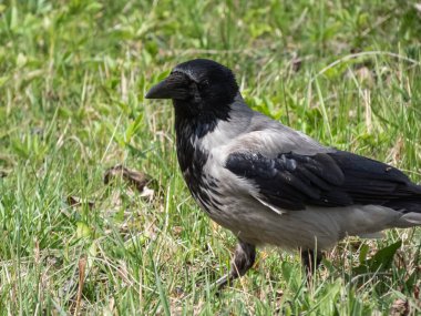 Yazın yeşil çimlerin üzerinde duran kapüşonlu karganın (Corvus cornix) yakın çekimi. Vahşi yaşam manzarası