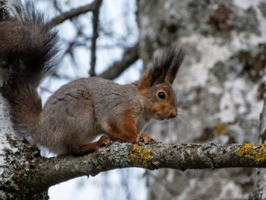 Kızıl Sincap 'ın (Sciurus vulgaris) ormanda bir ağaç dalında otururken yakın plan fotoğrafı.