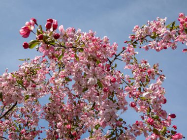 Çiçekli yaban elması, yaban elması veya yaban mersini ağacı (malus) koyu pembe çiçeklerle çiçek açar. Dalları çiçek tomurcuklarıyla dolu ve baharda çiçek açıyor.