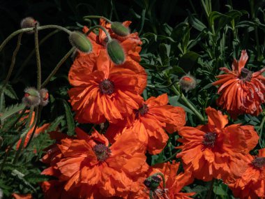 Doğulu gelinciğin (Papaver orientale) yaz mevsiminde çiçek açan portakal çiçeğinin yakın plan çekimi.