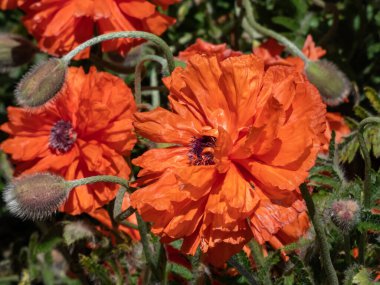 Doğulu gelinciğin (Papaver orientale) yaz mevsiminde çiçek açan portakal çiçeğinin yakın plan çekimi.