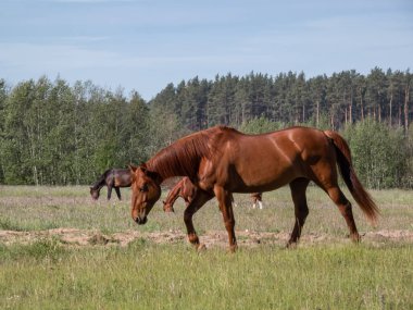 Siyah kuyruklu bir grup kahverengi at yeşil bir çayırda yürüyor. Arka planda yeşil ağaç ve bitki örtüsü var. Yazın mavi gökyüzü var.