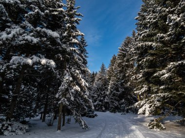 Güzel kış manzarası. Büyük ağaçlar ormanı tamamen karla kaplı ve arka planda mavi zıt gökyüzü var.