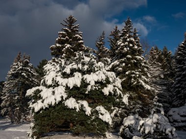 Güzel kış manzarası. Büyük ağaçlar ormanı tamamen karla kaplı ve arka planda mavi zıt gökyüzü var.
