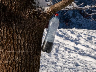 Bir kış günü tohum ve tahıl dolu yeniden kullanılmış plastik şişeden kuş yemliği kışın arka planda karla kaplı bir ağaç dalında asılı duruyor.