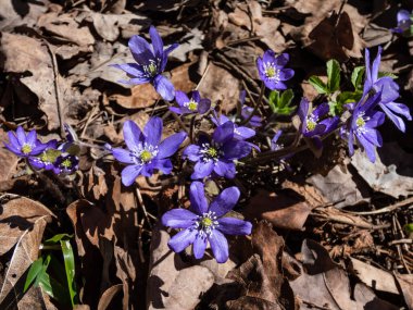 Anemone hepatikası (Anemone hepatica veya Hepatica nobilis) ormanın parlak güneş ışığında mor çiçeklerle açarak makro bir çekim yapar. Güzellik ve narin bahar çiçekleri.