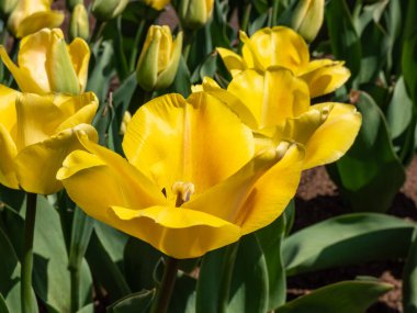 Sarı tulpların, baharda parlak güneş ışığında siyah merkezli büyük çiçeklerle açtığı yakın plan görüntüler.
