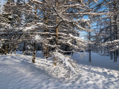 Güzel kış manzarası. Büyük ağaçlar ormanı tamamen karla kaplı ve arka planda mavi zıt gökyüzü var.