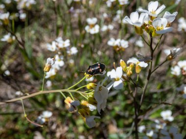 Tecavüz böceği, haç kalkanı böceği, lahana böceği (Eurydema oleracea) yazın çayırdaki bir çiçekte sarı turuncu işaretli parlak koyu renkli vücudu olan brassica böceği
