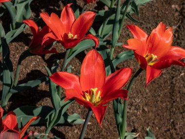 Lily Çiçekli Lale (Tulipa 'Stanislaus') baharda bahçede kırmızı çiçekler ve sarı merkezlerle çiçek açar.